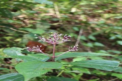 Chassalia curviflora var. ophioxyloides